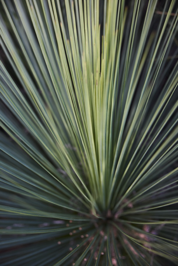 The spiked crown of a grass tree
